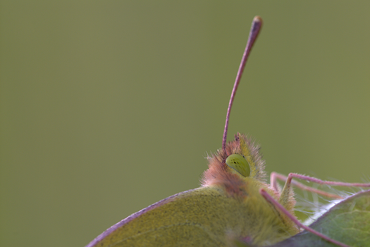 Colias crocea close-up