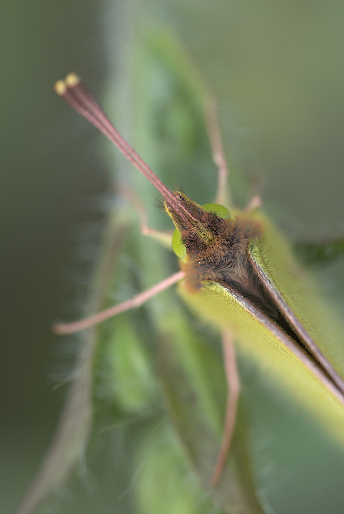 Colias crocea close-up