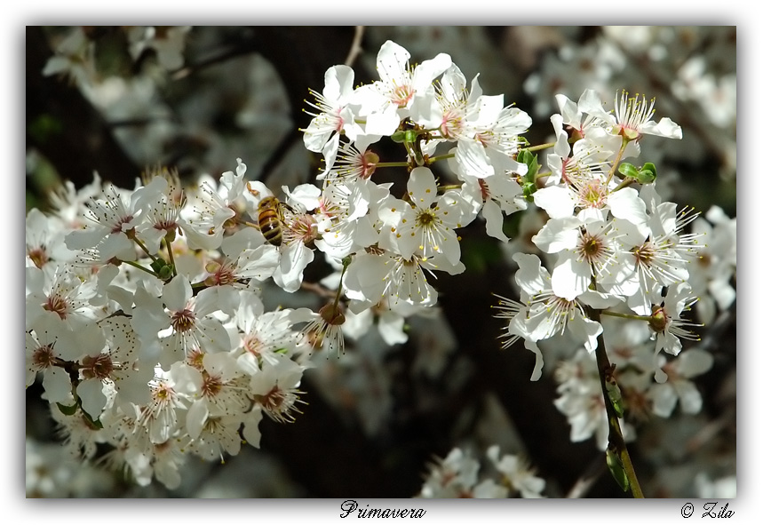 Primavera