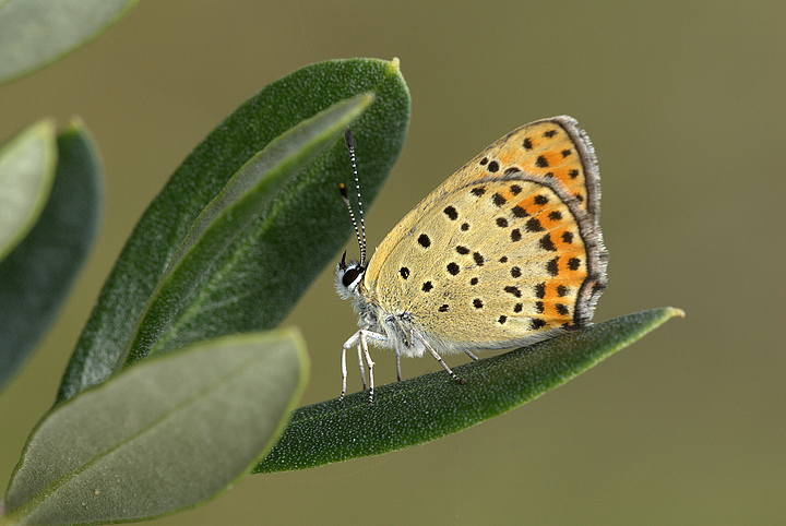 Lycaena tityrus su ulivo