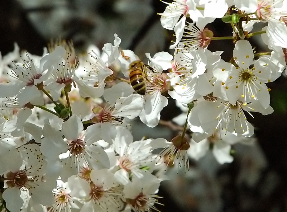 ape su fiore