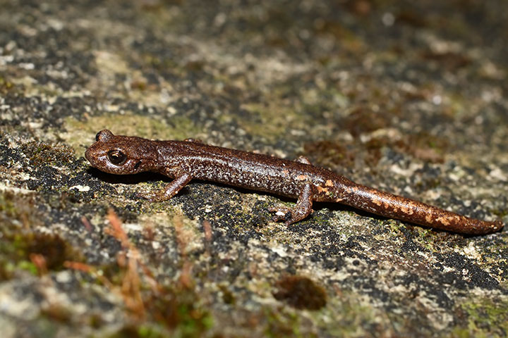 geotritone