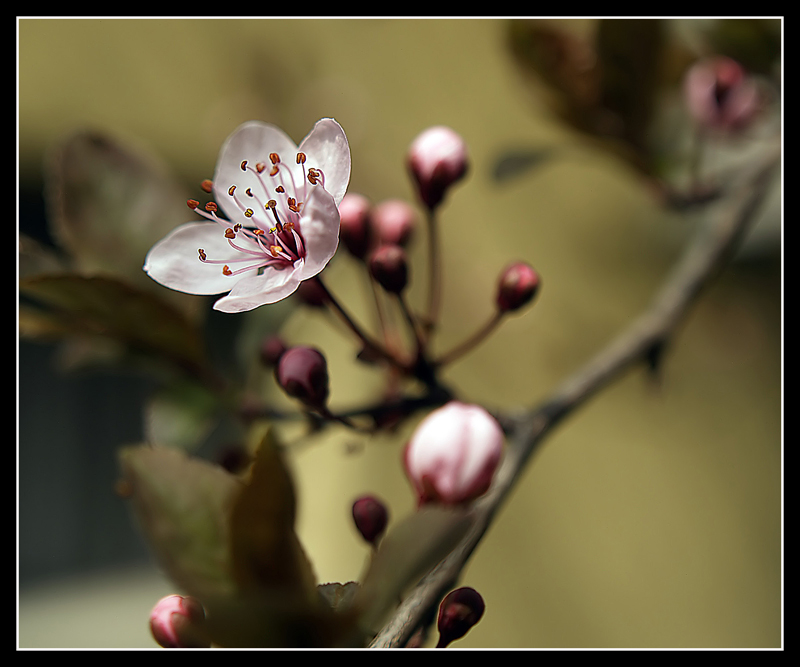 Fiore di ciliegio