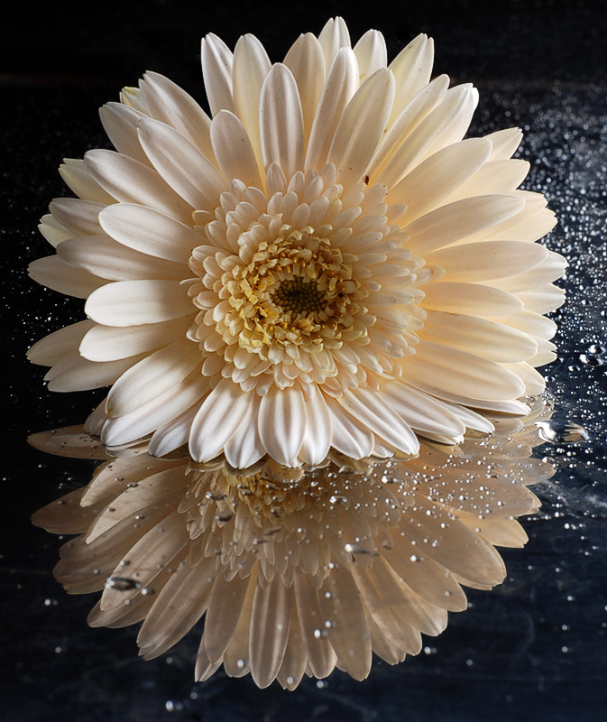 Una gerbera bianca