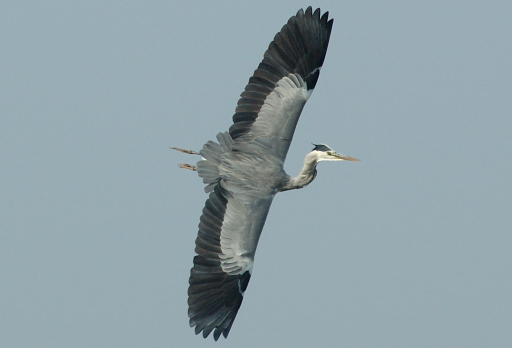 Airone in volo