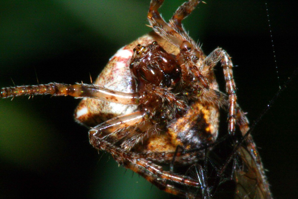 Spider