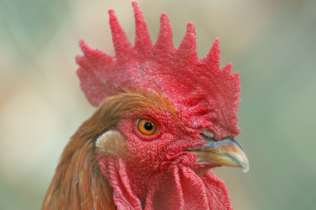 Gallo