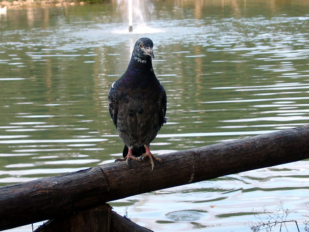 Al Parco