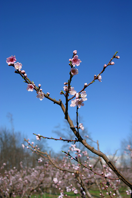 Fiori di pesco
