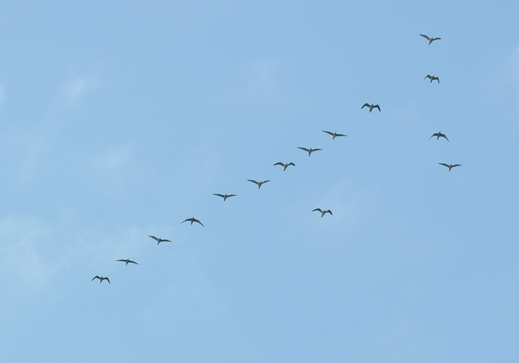 Formazione