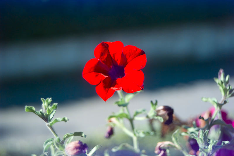 Flower