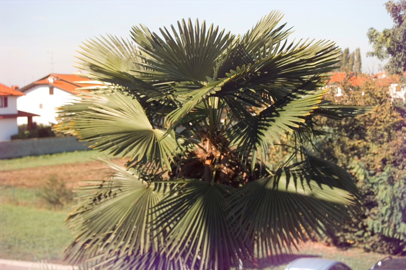 Palm