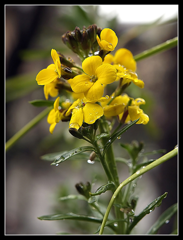 Viola ciocca