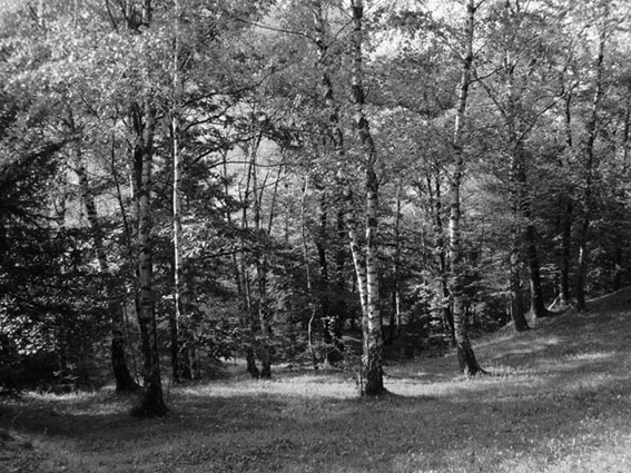bosco di betulle