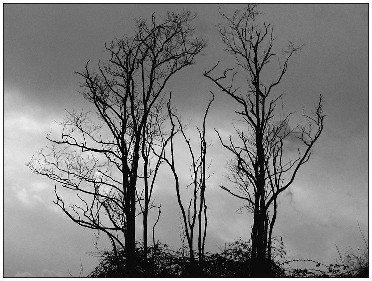 Ultime luci (versione b&w)