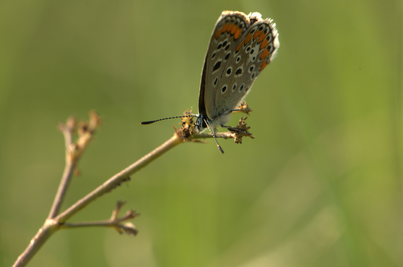 Farfallina