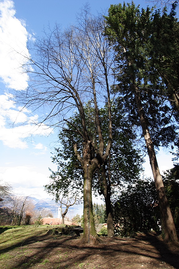 Albero