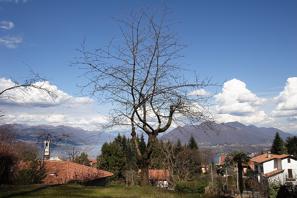 Albero Panoramico