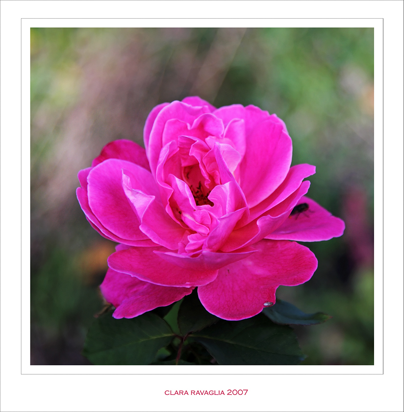 Come una turbolenza..... rosa (Raduno Valtidone )