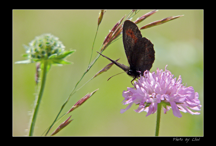 BLACK BUTTERFLY 2