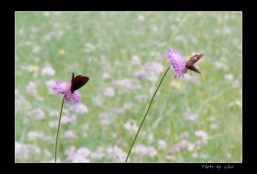 FARFALLE GEMELLE