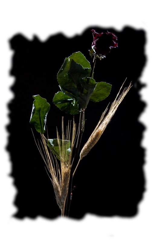 Rosa_02