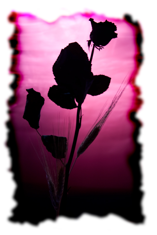 Rosa_03