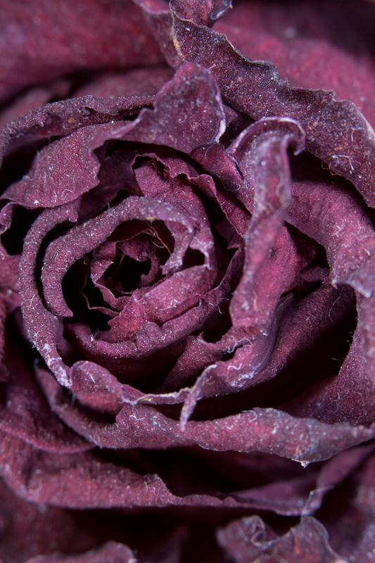 Rosa_05