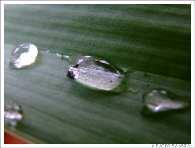 Drops on the Grass 2