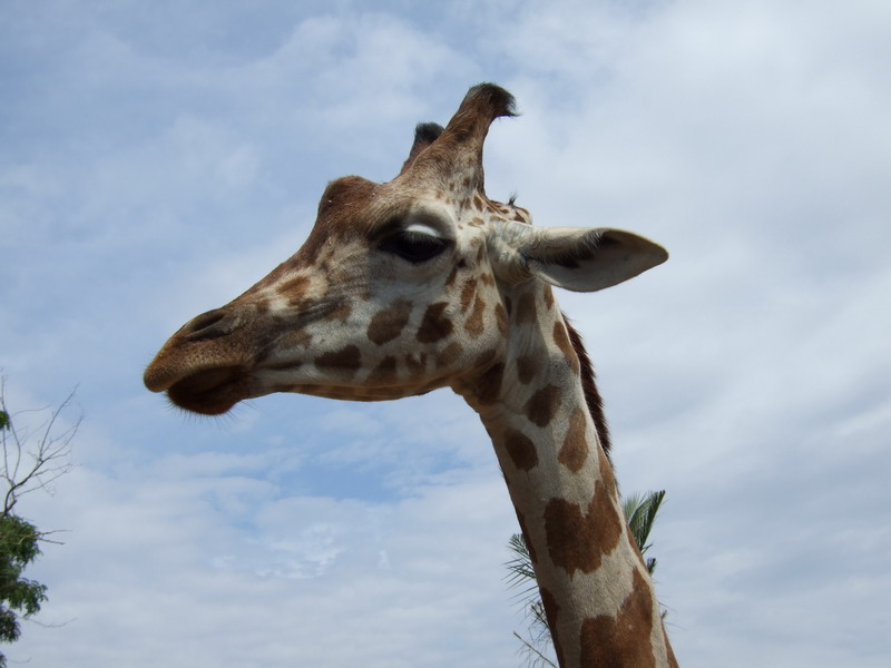 giraffa