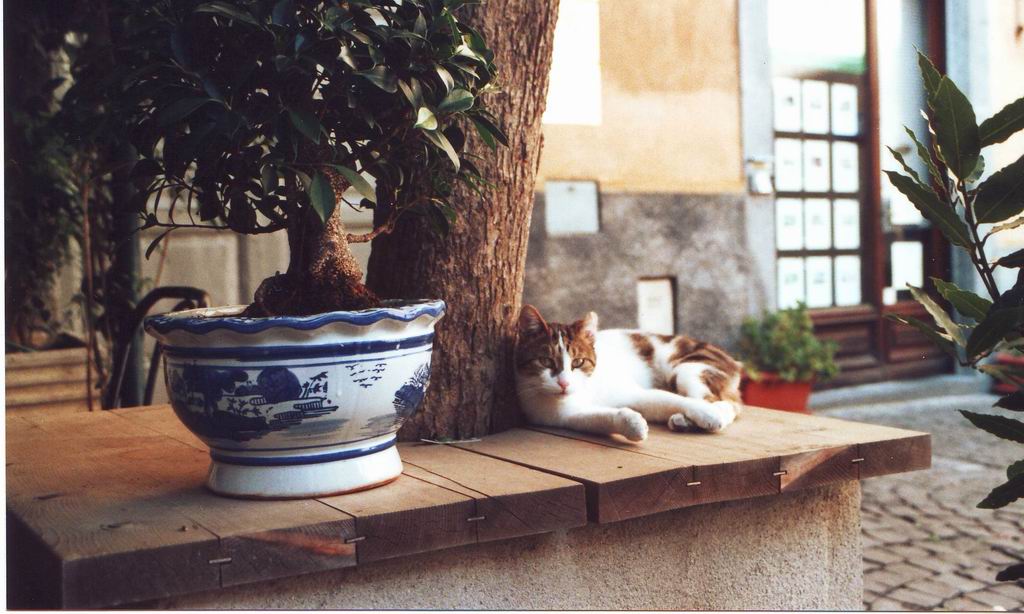 Orvieto (scanner)