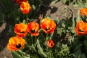fiori