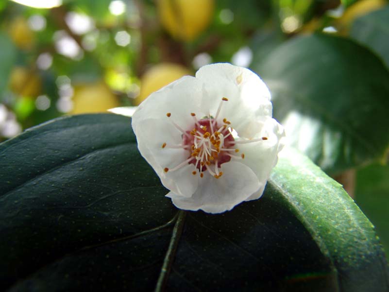 Piccolo fiore