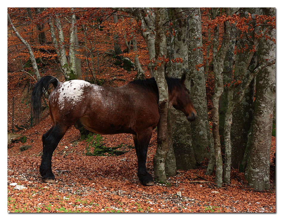 Ma diamoci una bella grattatina!:-D
