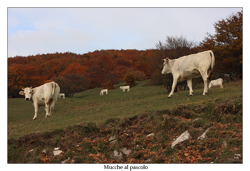 Mucche al pascolo