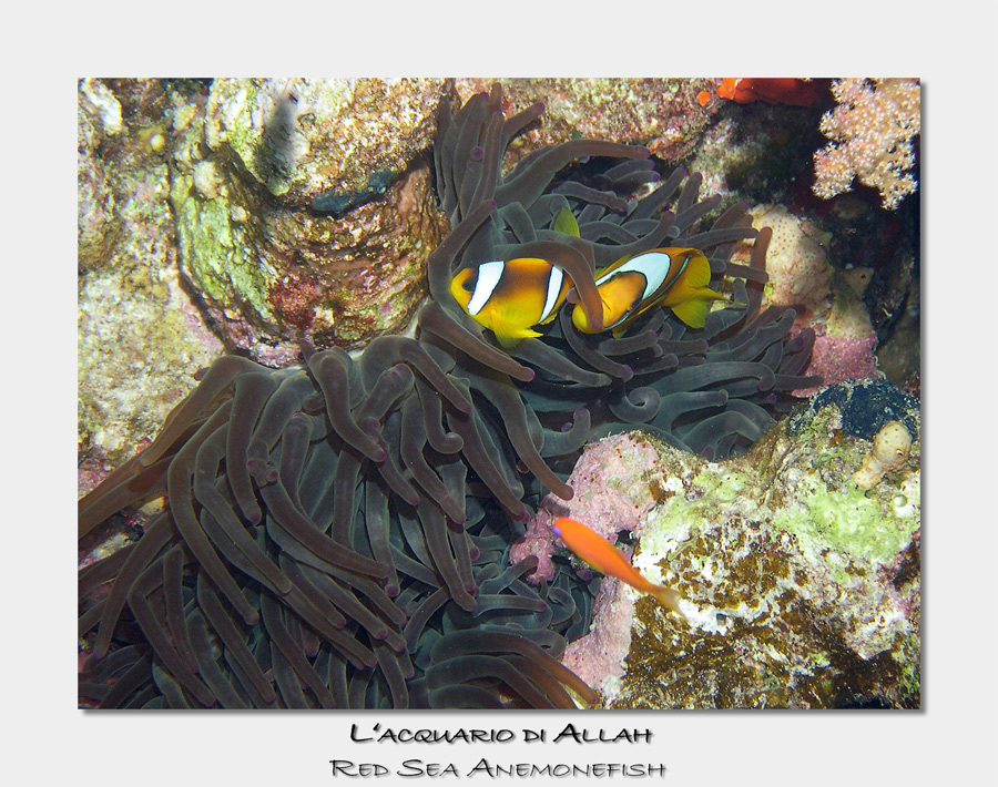 Red Sea Anemonefish