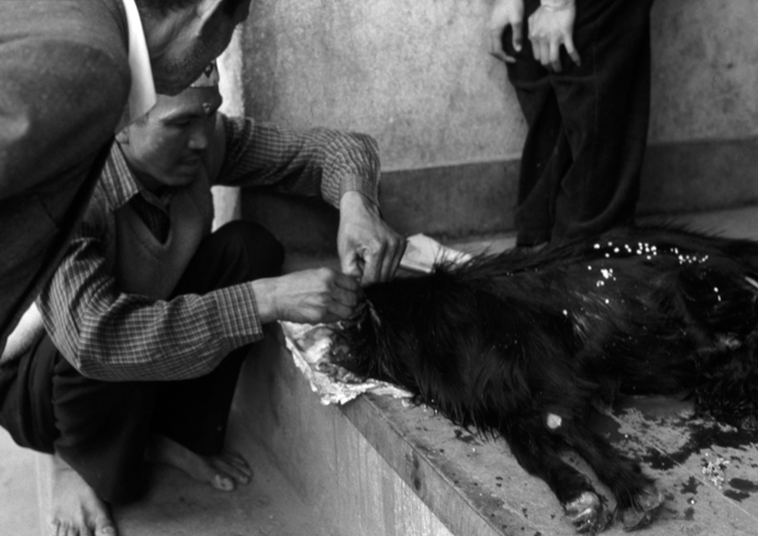 Nepali sacrifice