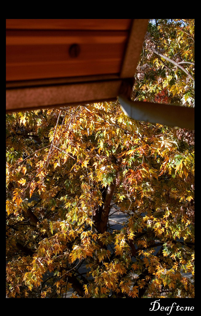 Autumn pt.7