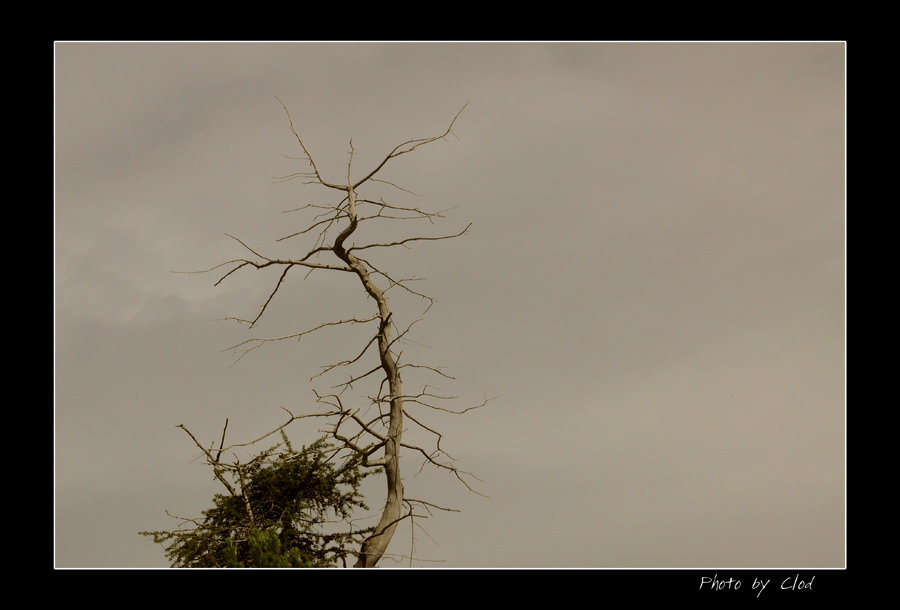 ALBERO MALATO... O DEPILATO?