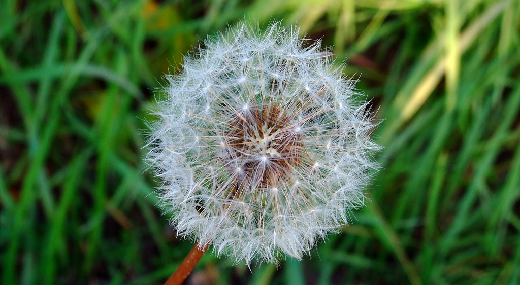 Soffione