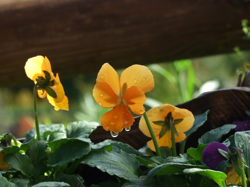 fiore giallo