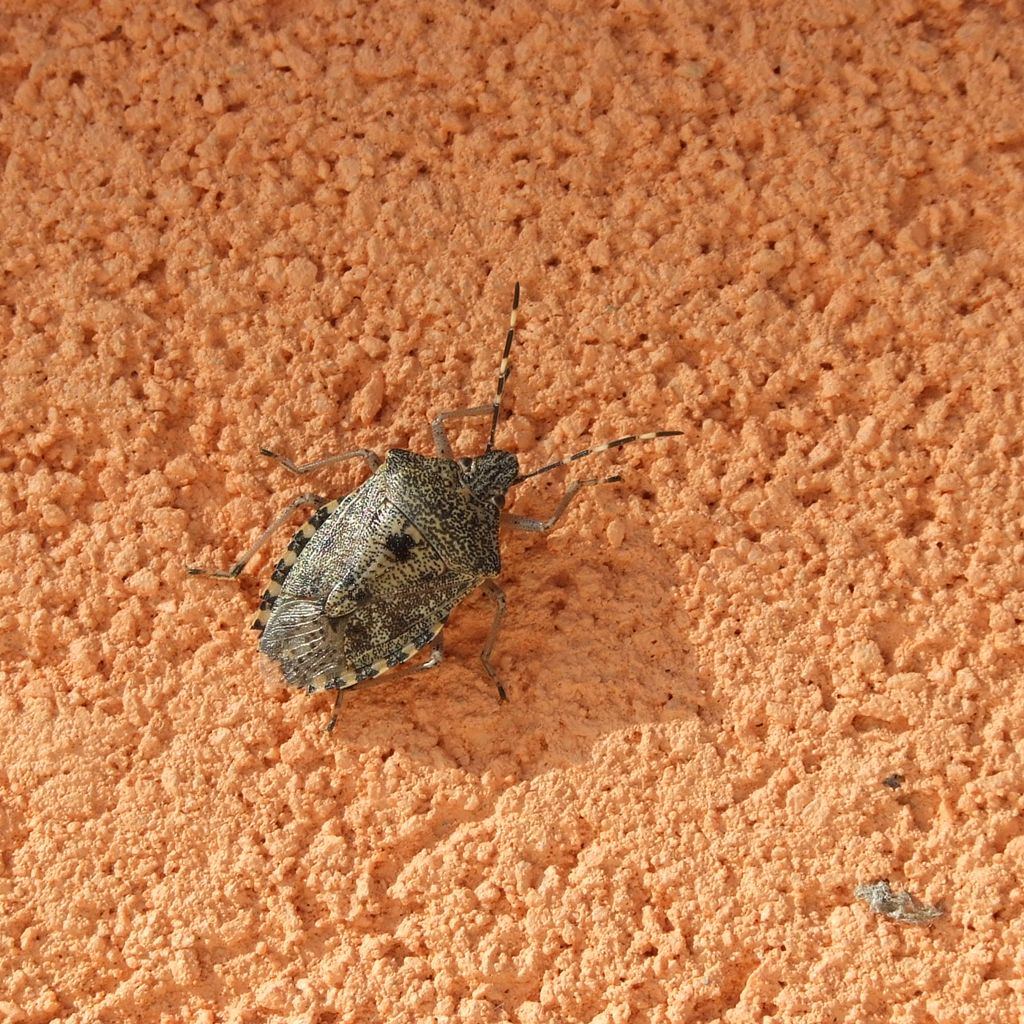 cimice