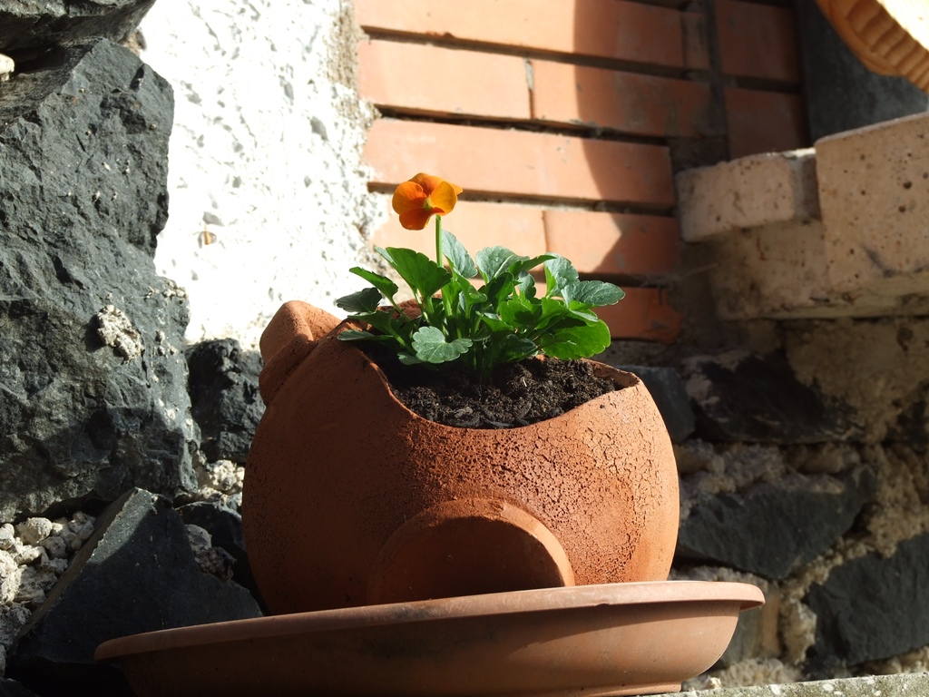 fiore