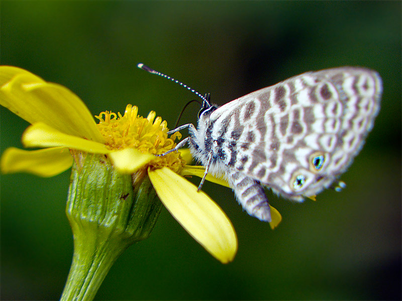 farfalla