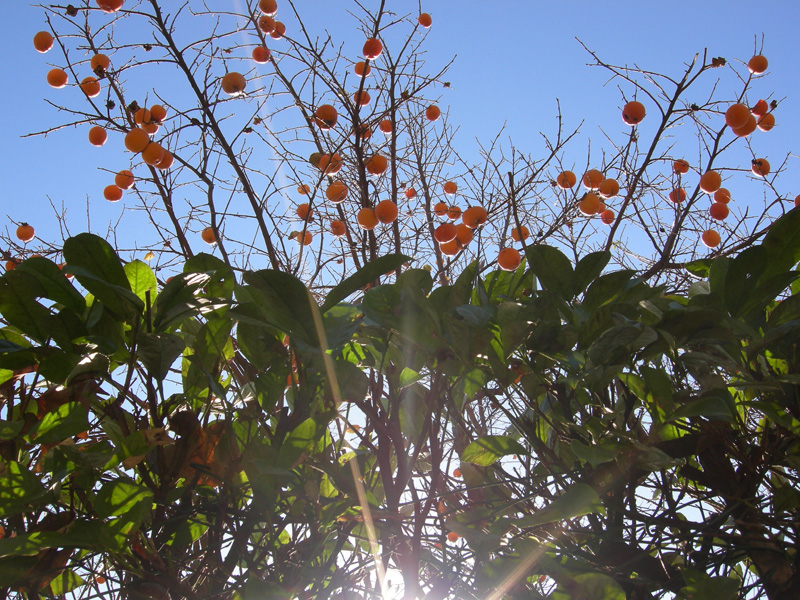 Albero cachi novembre