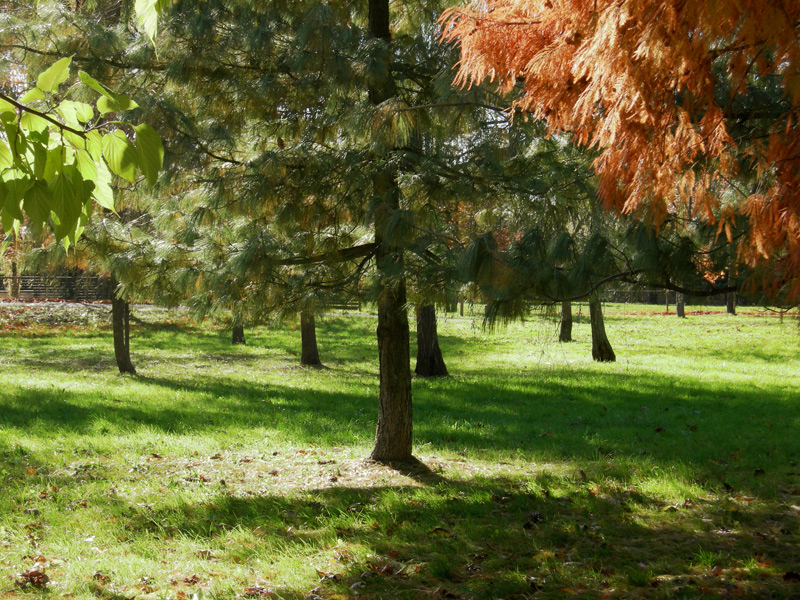 Piccolo parco06