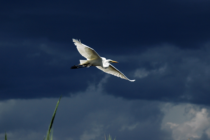 Cormorano