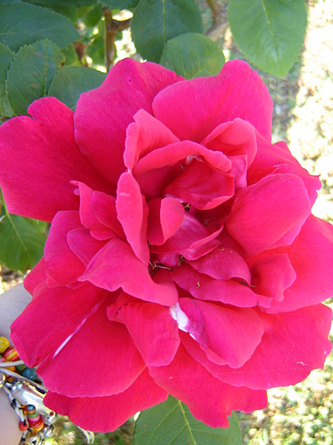 Rose