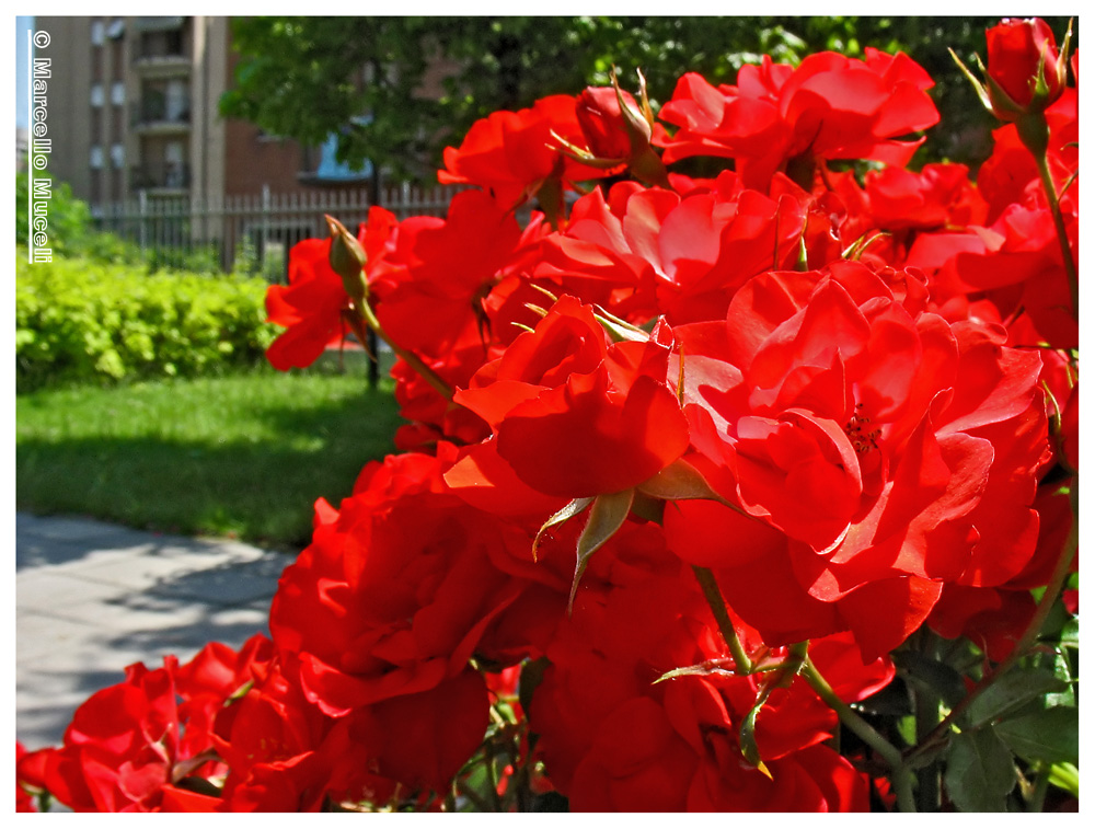 some roses