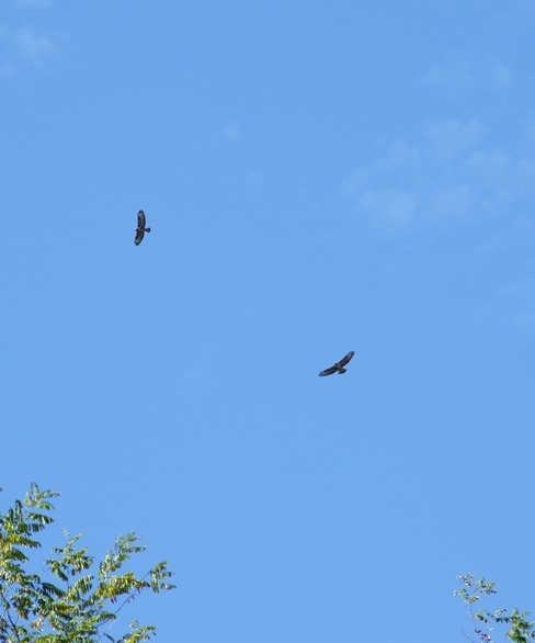 volo